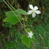 Trichosanthes tubiflora (Wight & Arn.) H.J.de Boer